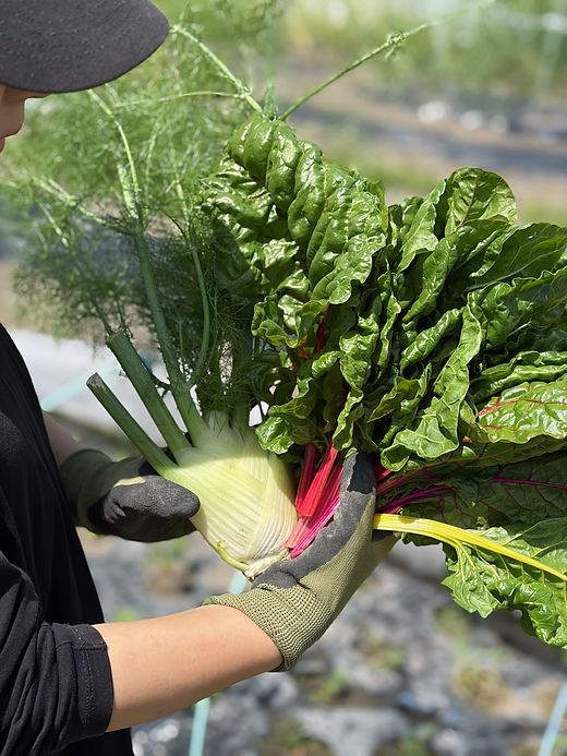 Fennel and Swiss chard harvested from our garden