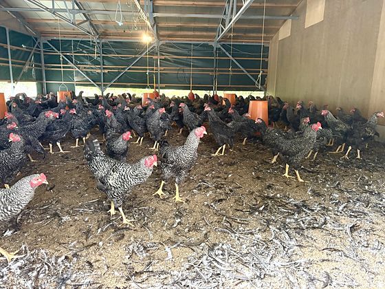 Amagi shamo chickens in the henhouse