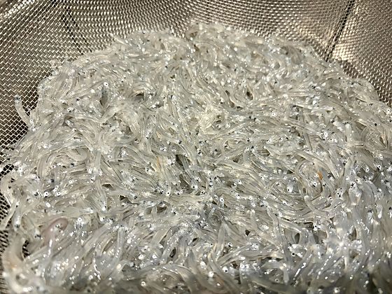 Raw shirasu from Mochimune Fishing Port