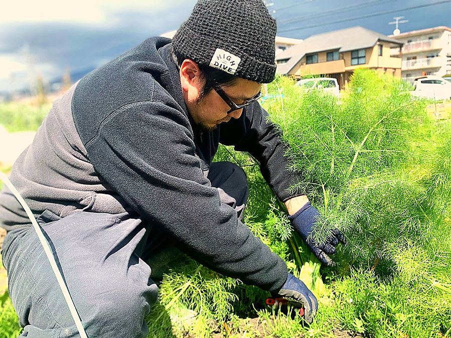 Harvesting fennel in the field